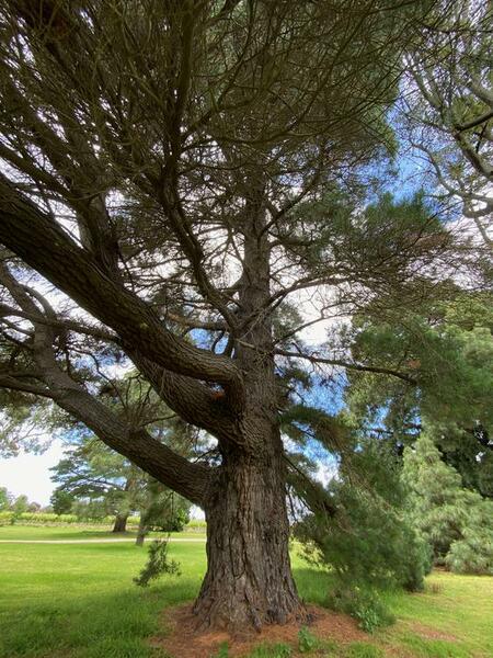 NominatedPhoto6714 605-Werribee Park trees - 109 750x750